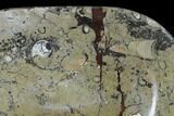 Fossil Orthoceras & Goniatite Oval Plate - Stoneware #140234-1